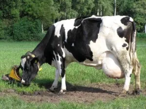 выбираем для личного подсобного хозяйства молочные породы коров. породы коров молочного направления. 2
