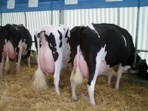 выбираем для личного подсобного хозяйства молочные породы коров. породы коров молочного направления. 6