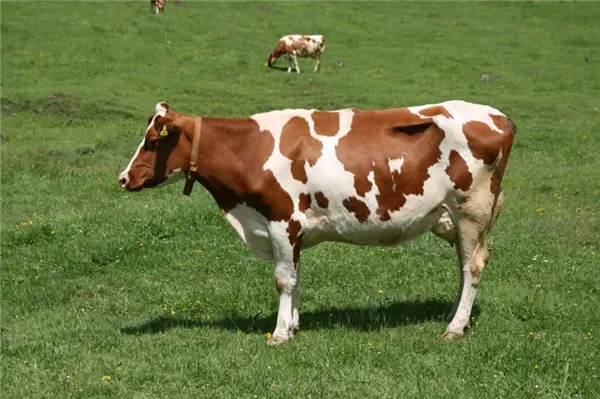 выбираем для личного подсобного хозяйства молочные породы коров. породы коров молочного направления. 3