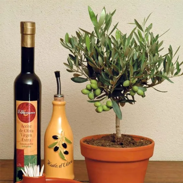 оливковое дерево в домашних условиях