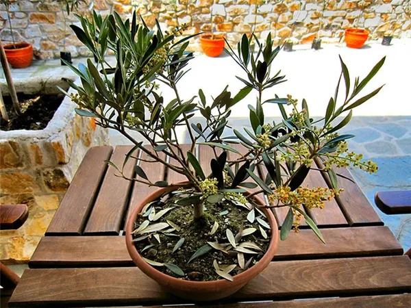 цветет оливковое дерево в домашних условиях