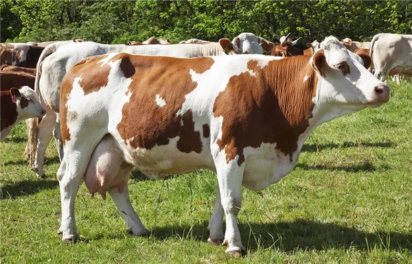 коровы симментальской породы на ферме