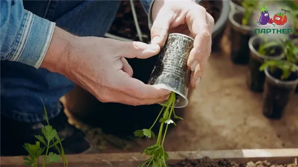сельдерей корневой – выращивание из семян, когда сажать на рассаду, сорта. как вырастить корневой сельдерей. 23
