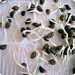 сельдерей корневой – выращивание из семян, когда сажать на рассаду, сорта. как вырастить корневой сельдерей. 17
