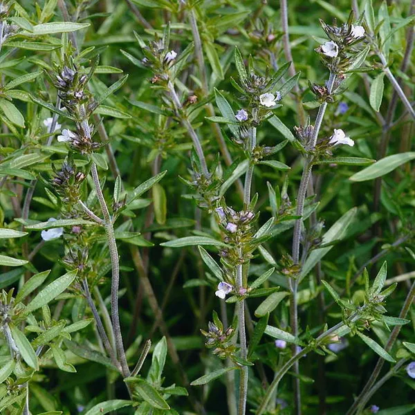 чабер садовый satureja hortensis фото