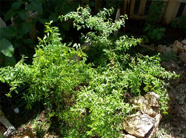 чабер прутьевидный или ямайский мятный куст satureja viminea фото