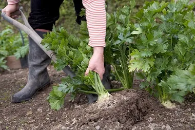 шпаргалка огородника: выращивание сельдерея от «а» до «я». сельдерей посадка и уход в открытом грунте. 10