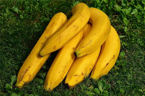 банановая кожура как удобрение для комнатных растений и огорода. удобрение из банановой кожуры для комнатных растений. 11
