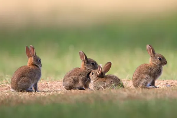 чем заяц отличается от кролика. чем отличается заяц от кролика. 5