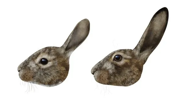 голова кролика и зайца