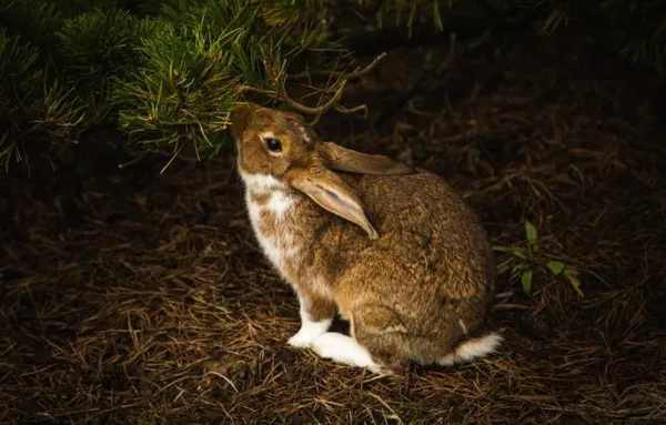 чем заяц отличается от кролика. чем отличается заяц от кролика. 3