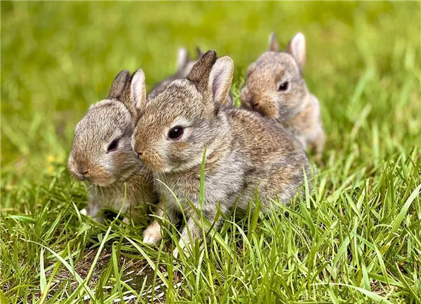 чем заяц отличается от кролика. чем отличается заяц от кролика. 10