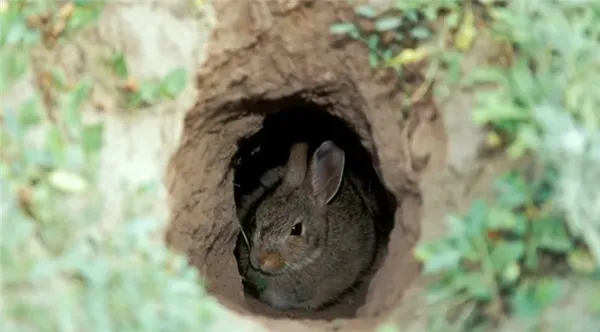 чем заяц отличается от кролика. чем отличается заяц от кролика. 13