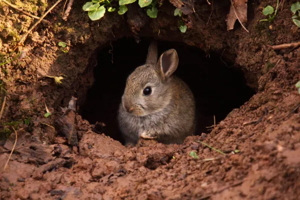 чем заяц отличается от кролика. чем отличается заяц от кролика. 4