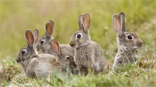 чем заяц отличается от кролика. чем отличается заяц от кролика. 8