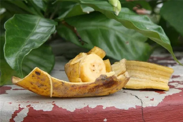 риски использования банановой кожуры для изготовления удобрения