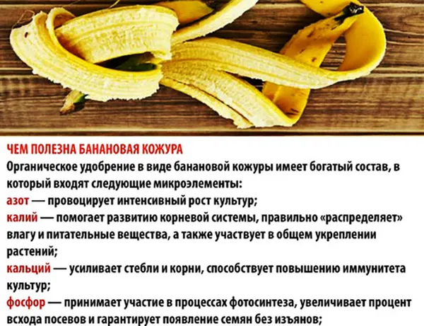 кожура банана как удобрение для цветов, рассады помидор, огурцов, растений. как приготовить, пользоваться