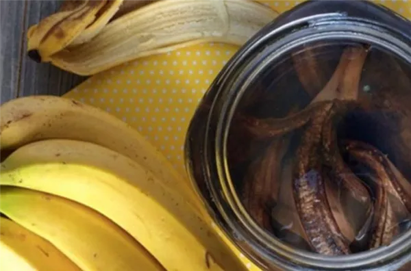 удобрение из банановых шкурок: 15 необычных способов их применения в огороде. удобрение из кожуры банана. 3