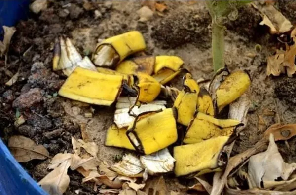 удобрение из банановых шкурок: 15 необычных способов их применения в огороде. удобрение из кожуры банана. 2