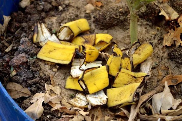 удобрение из банановой кожуры является экологичным, помимо цветочных растений, оно эффективно и для огородных культур, ягодных и фруктовых насаждений