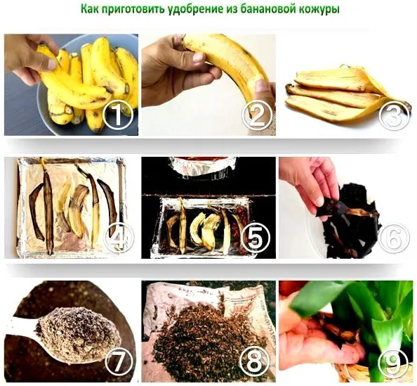 кожура банана как удобрение для цветов, рассады помидор, огурцов, растений. как приготовить, пользоваться