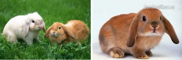 сколько живут декоративные кролики. сколько живут декоративные кролики. 4