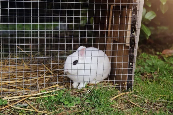белый кролик в клетке