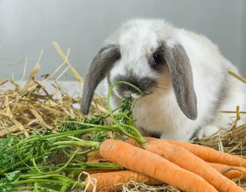 питание кролика