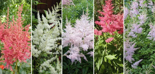 соцветия у астильб могут быть разных цветов. слева направо: коралловый, белый, нежно-розовый, малиновый, сиреневый. фото автора