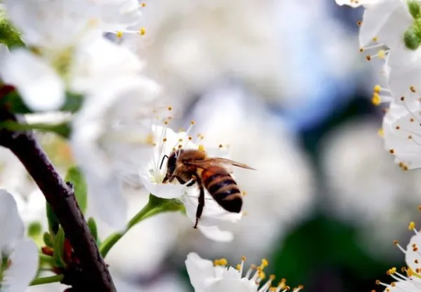пчела крупным планом на белом цветке черешни сорта лапинс