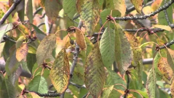 ветки садовой черешни с листьями в грязно-желтых пятнах от парши