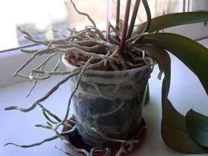 орхидея с корнями