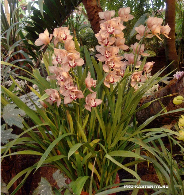 орхидея цимбидиум - уход в домашних условиях