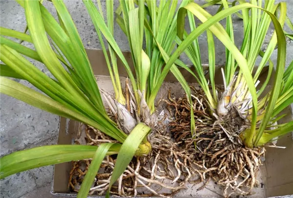 орхидея цимбидиум (cymbidium): уход в домашних условиях / как ухаживать после покупки, как заставить повторно цвести, как пересадить и размножить. цимбидиум уход в домашних условиях. 2
