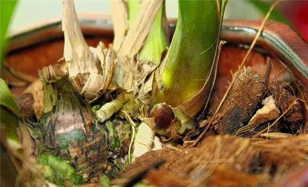 орхидея цимбидиум (cymbidium): уход в домашних условиях / как ухаживать после покупки, как заставить повторно цвести, как пересадить и размножить. цимбидиум уход в домашних условиях. 3