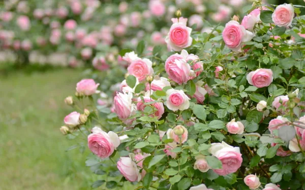 кустовая роза в саду