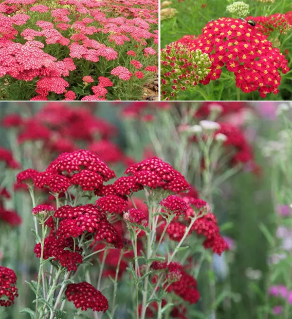 долгоцветущие и неприхотливые многолетники для красивого сада. цветы многолетники для сада неприхотливые долгоцветущие. 12