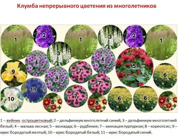 долгоцветущие и неприхотливые многолетники для красивого сада. цветы многолетники для сада неприхотливые долгоцветущие. 34