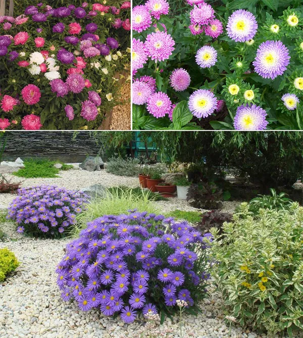 долгоцветущие и неприхотливые многолетники для красивого сада. цветы многолетники для сада неприхотливые долгоцветущие. 16