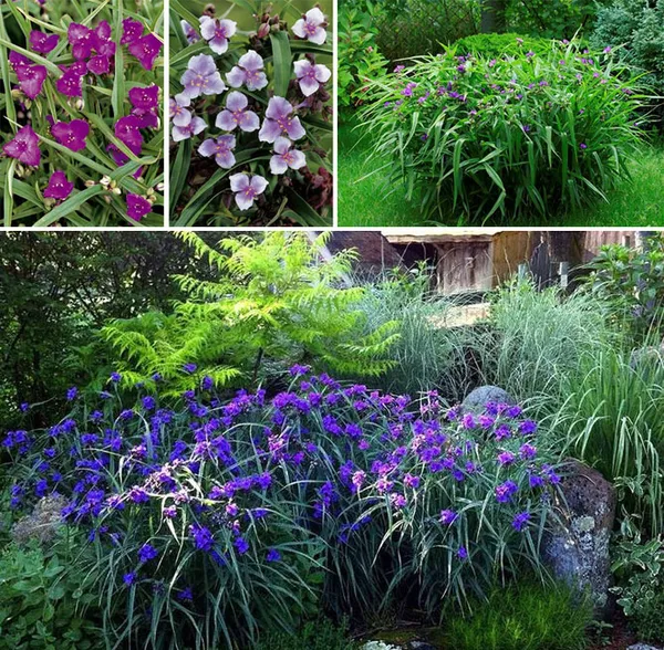 долгоцветущие и неприхотливые многолетники для красивого сада. цветы многолетники для сада неприхотливые долгоцветущие. 13