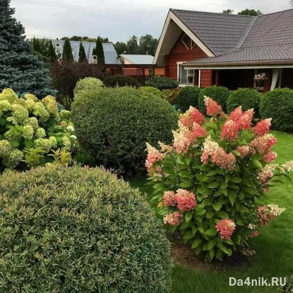 фото: многолетние кустарники цветущие все лето