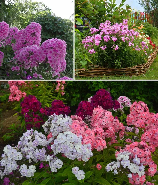 долгоцветущие и неприхотливые многолетники для красивого сада. цветы многолетники для сада неприхотливые долгоцветущие. 15