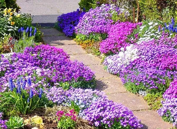 долгоцветущие и неприхотливые многолетники для красивого сада. цветы многолетники для сада неприхотливые долгоцветущие. 29