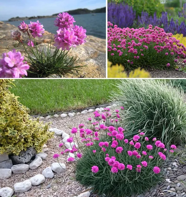 долгоцветущие и неприхотливые многолетники для красивого сада. цветы многолетники для сада неприхотливые долгоцветущие. 14