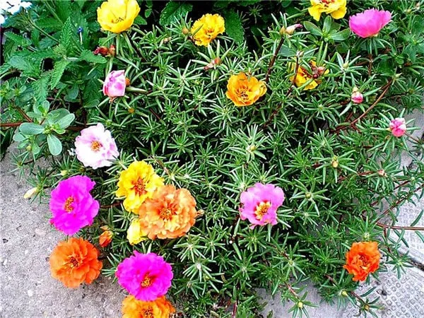 долгоцветущие и неприхотливые многолетники для красивого сада. цветы многолетники для сада неприхотливые долгоцветущие. 31