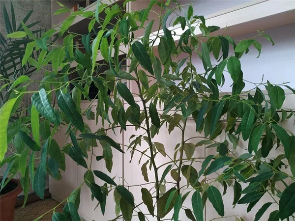 домашнее растение эвкалипт в оранжерее