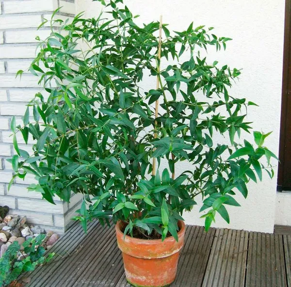 домашнее растение эвкалипт — когда «точно невозможное возможно». эвкалипт в домашних условиях. 4
