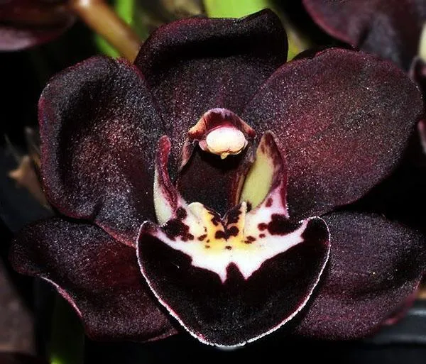 близкое знакомство с черной орхидеей