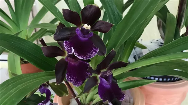 черная орхидея во время цветения