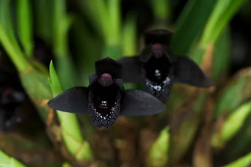 экзотичная черная орхидея: описание, особенности ухода, болезни и вредители. черная орхидея цветок фото. 8